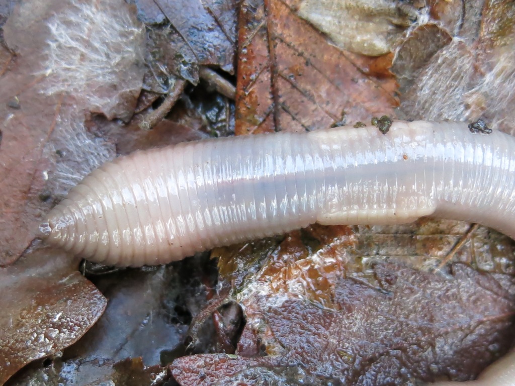 Lumbricus terrestris